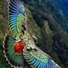 fery.feri63