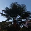 coconut77765