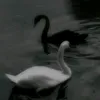salman.byarae