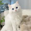 zahraahamad72