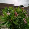 mzmandibaloch53