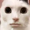 chat_gros