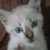 ricksilva74