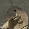chimchungo