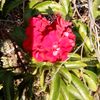 abeja.azul1