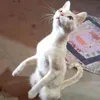 gatinho.fofo645