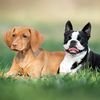 bostonterrier_vizsla