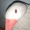 kevsjcm