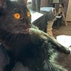 applesrsupurrgood1