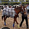 javiersito336