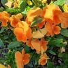 liliane.leguen