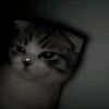 shisei._.niyaaa