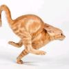 wowacat_