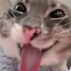 choingudutcuvaoodien18