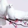 user901696816161810