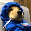 zizy_dann