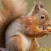 squirrel4nuts