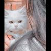 fairyqt040