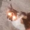 shakirocat