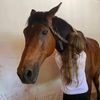 _equestrian_448