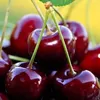 cherry.cherry025