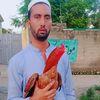bilalswabiwall01