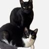 purr.fect.bro.duo