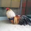 trangchuoi90