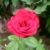 user390198738233