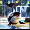 Tenerife loroparque