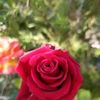 para.dise67