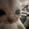 thai_mascarenhas