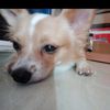 somjai8707