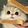 ucute_2
