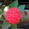 ahmed83885