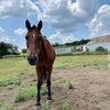 horses rescue shelter