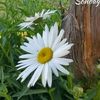 desiree_12383