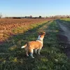 malijackrusselterrier