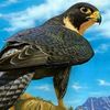 zaryab.dawar6