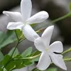 boushra.alshaar