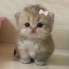 catsparadiseh
