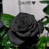 sabire.4735