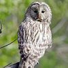 owly.owl4