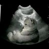 pawzsoda