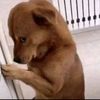 realbeastboye