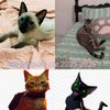 olgazamorcats2025