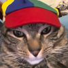 gatoamigo5