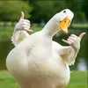 bang.ee4