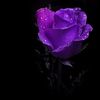 basjc_