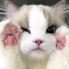 mechy332